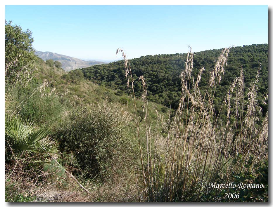 Libellule del Bosco di Angimb